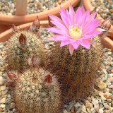 Echinocereus laui Lau780 JLcoll.1212.jpg